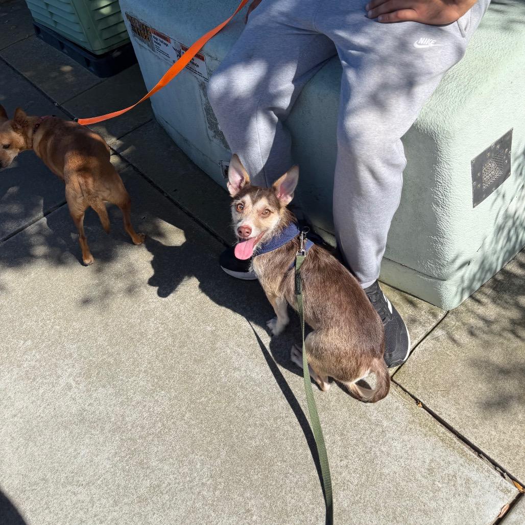 Milo, Adoptable, Young Male Rat Terrier & Chihuahua.