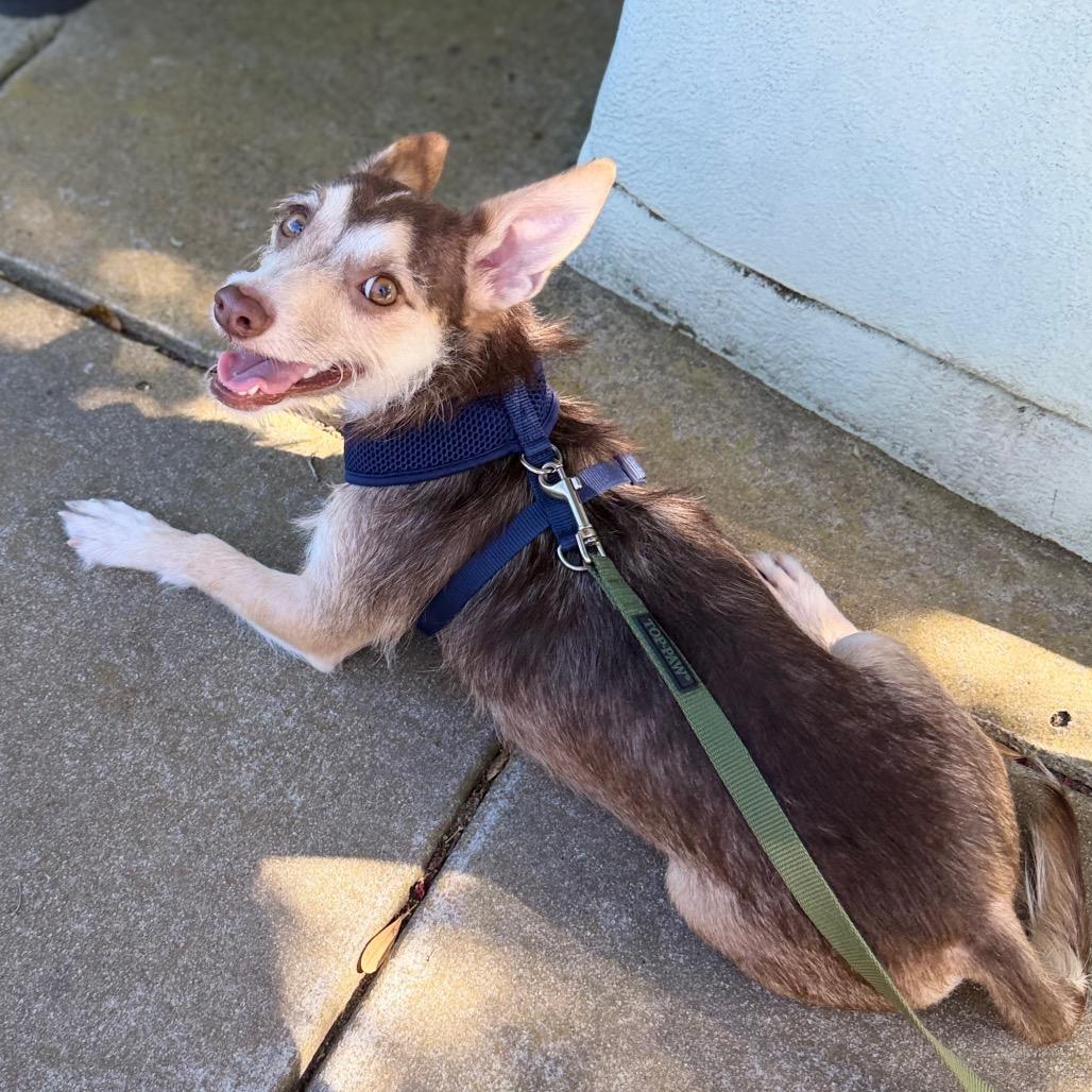 Enlarge Milo, a Adoptable mixed breed in San Diego, CA image 3/3