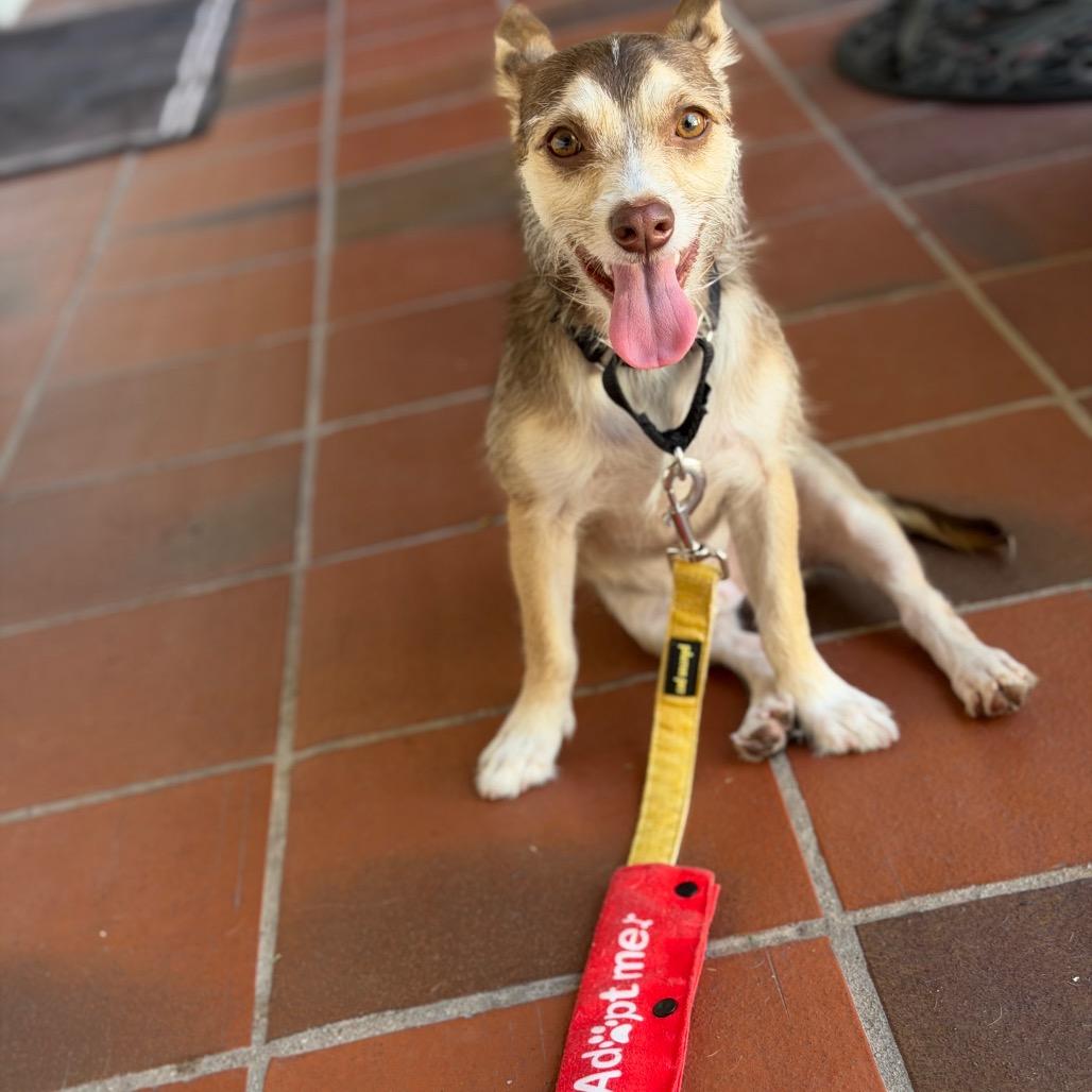 Enlarge Milo, a Adoptable mixed breed in San Diego, CA image 6/6