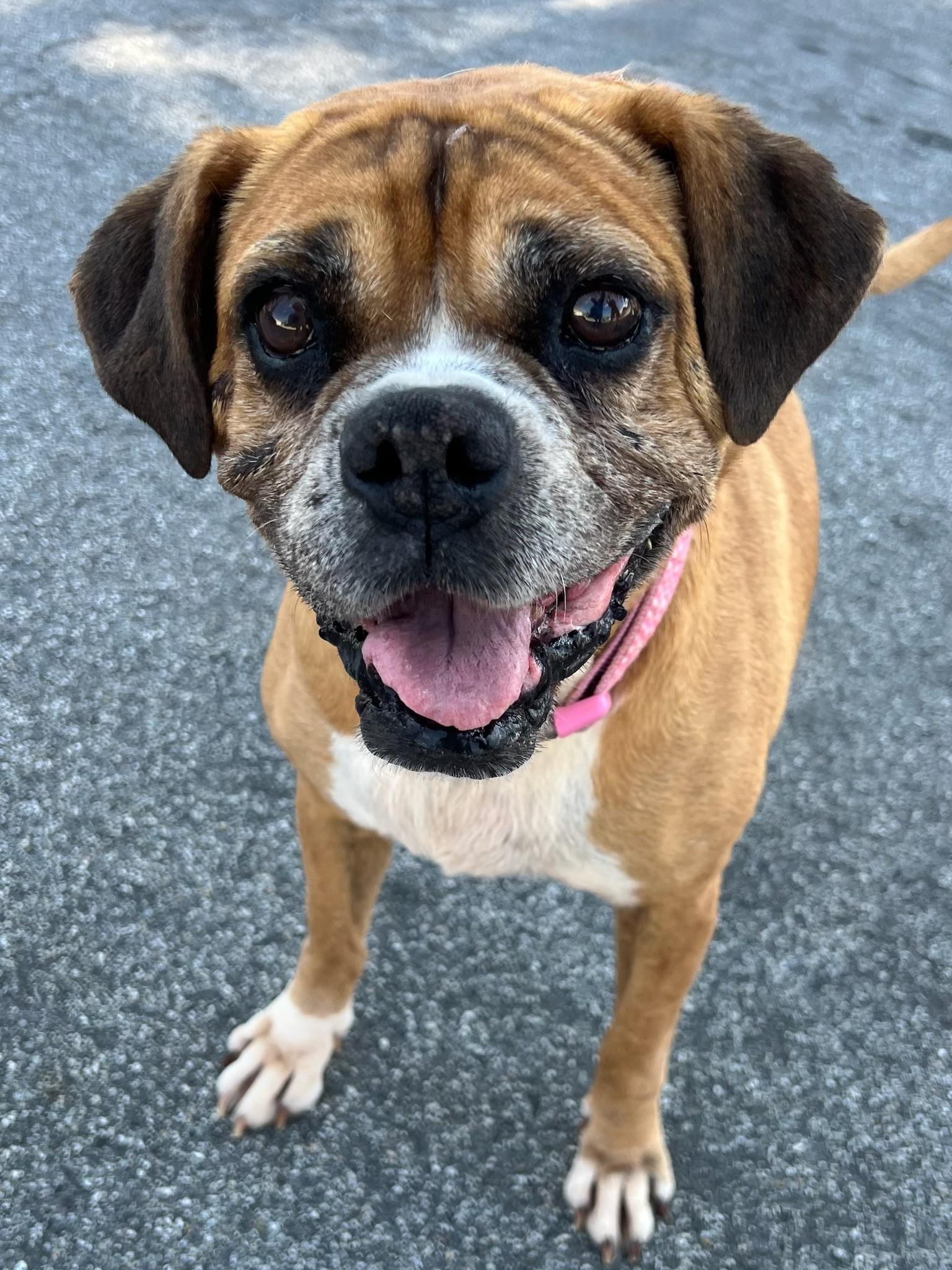 Kesha- Best dog EVER