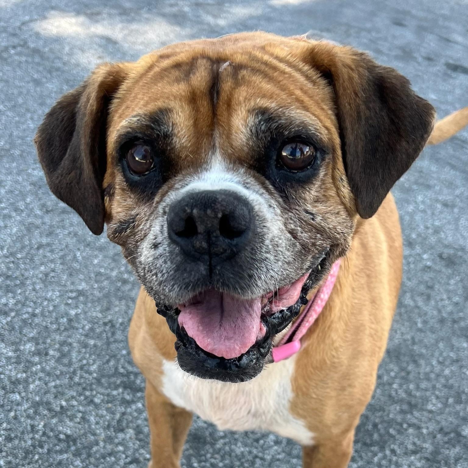 Enlarge Kesha- Best dog EVER, a Adoptable Boxer in Newport Beach, CA image 2/6