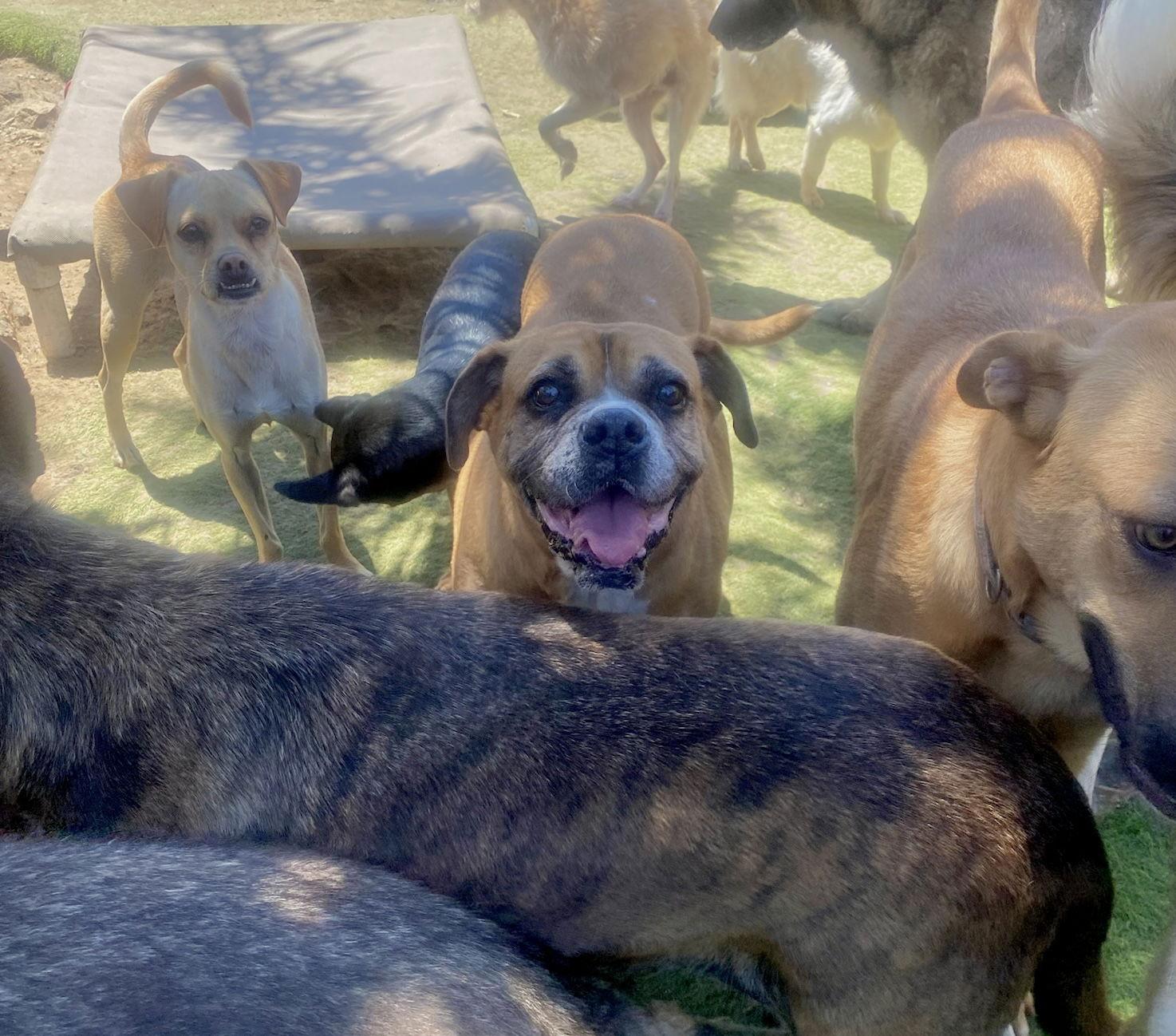 Kesha- Best dog EVER — thumbnail 2