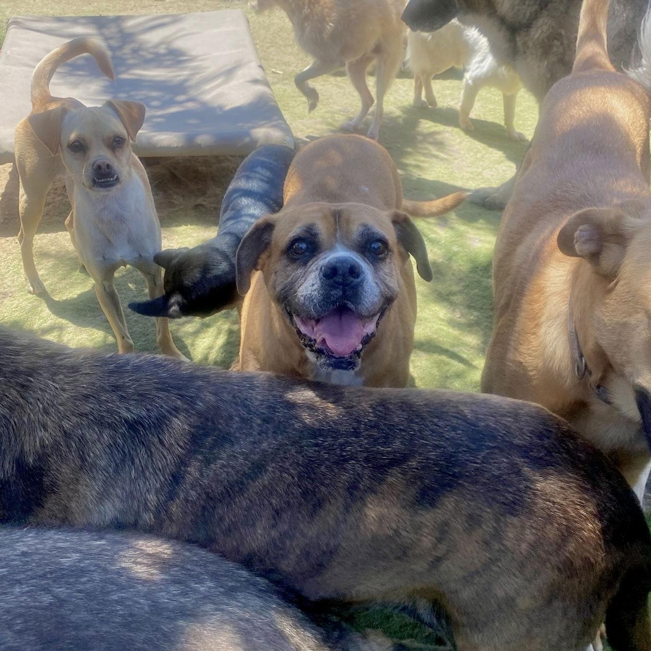 Enlarge Kesha- Best dog EVER, a Adoptable Boxer in Newport Beach, CA image 4/6