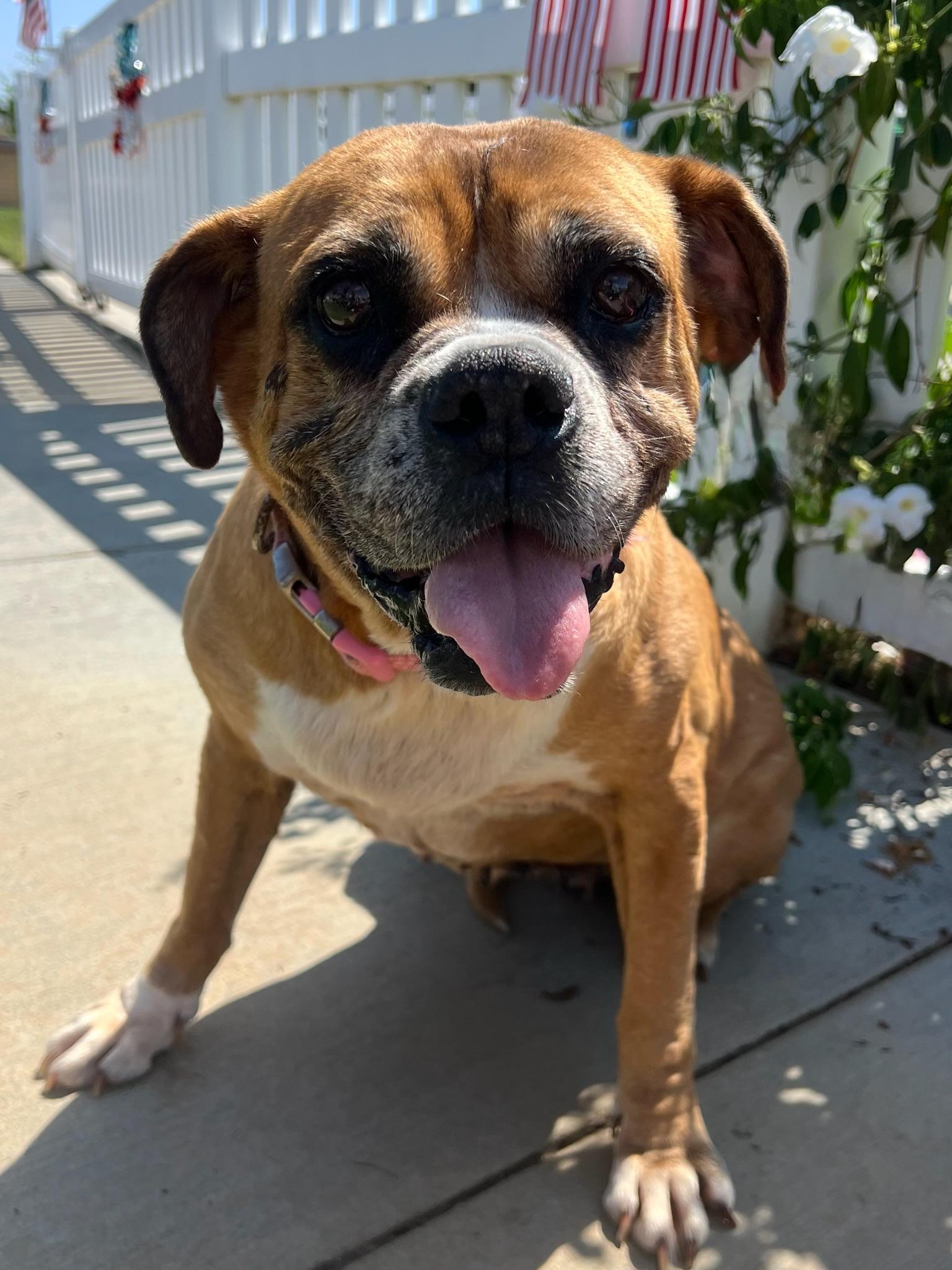 Kesha- Best dog EVER