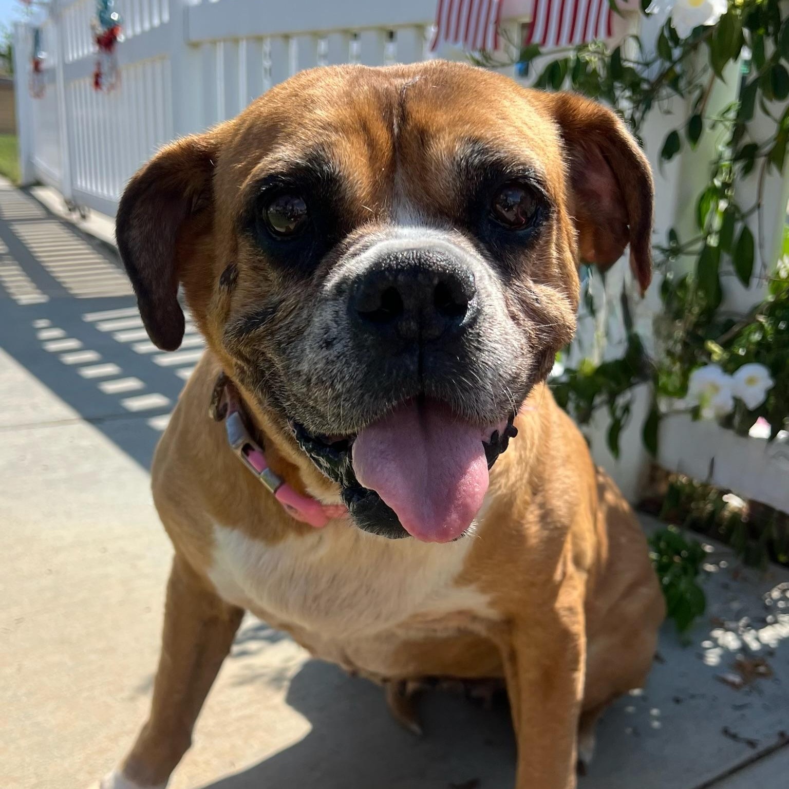 Enlarge Kesha- Best dog EVER, a Adoptable Boxer in Newport Beach, CA image 5/6