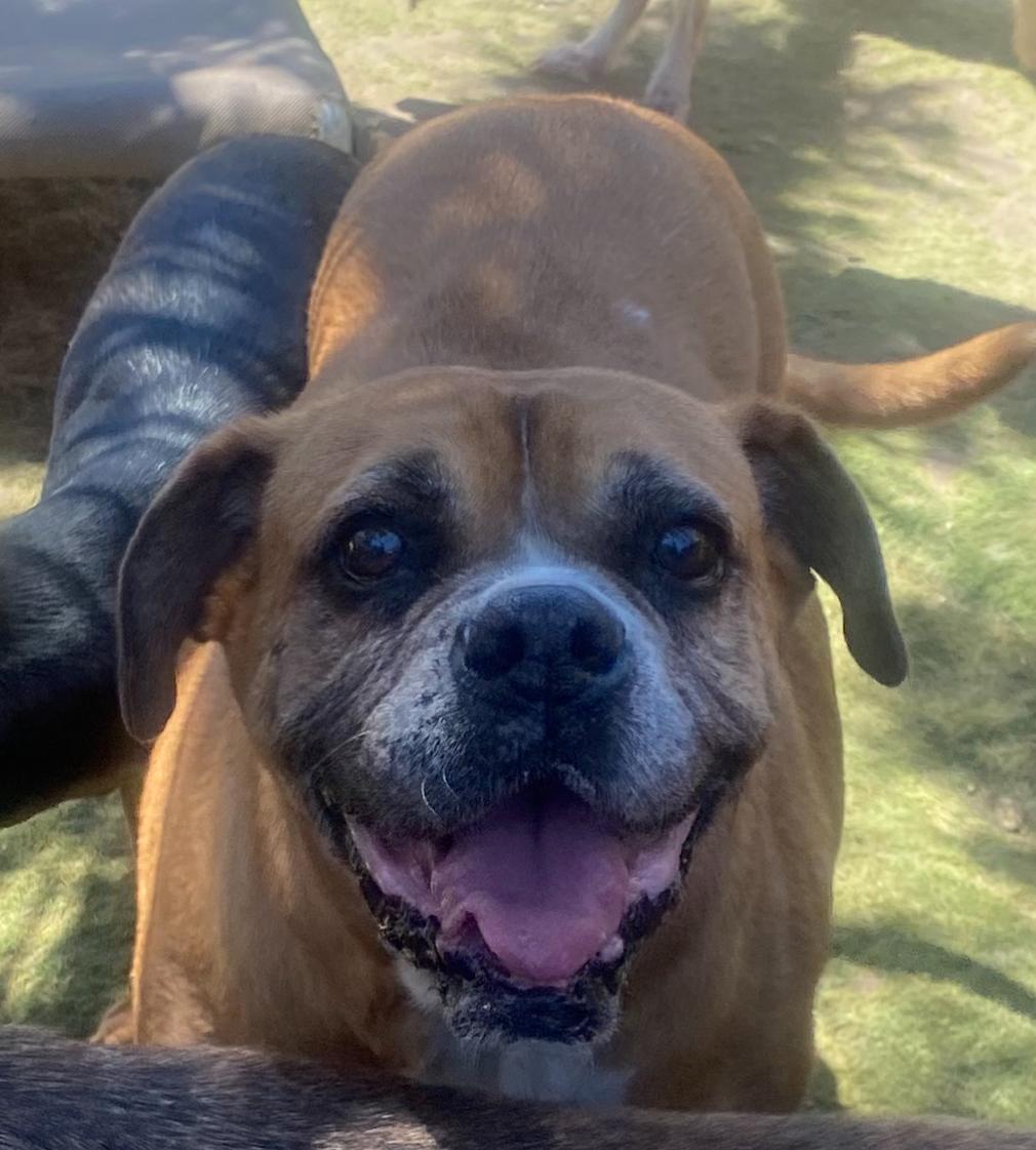 Kesha- Best dog EVER — thumbnail 4