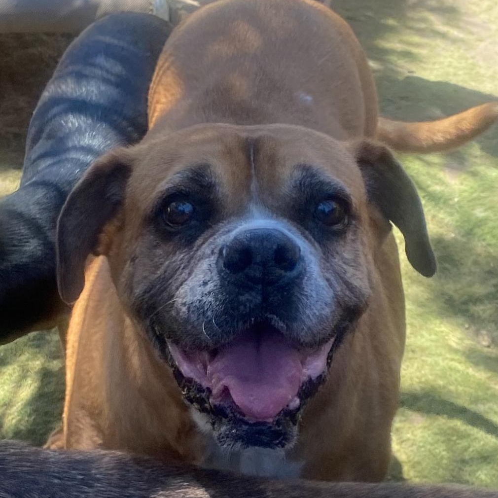 Enlarge Kesha- Best dog EVER, a Adoptable Boxer in Newport Beach, CA image 3/6
