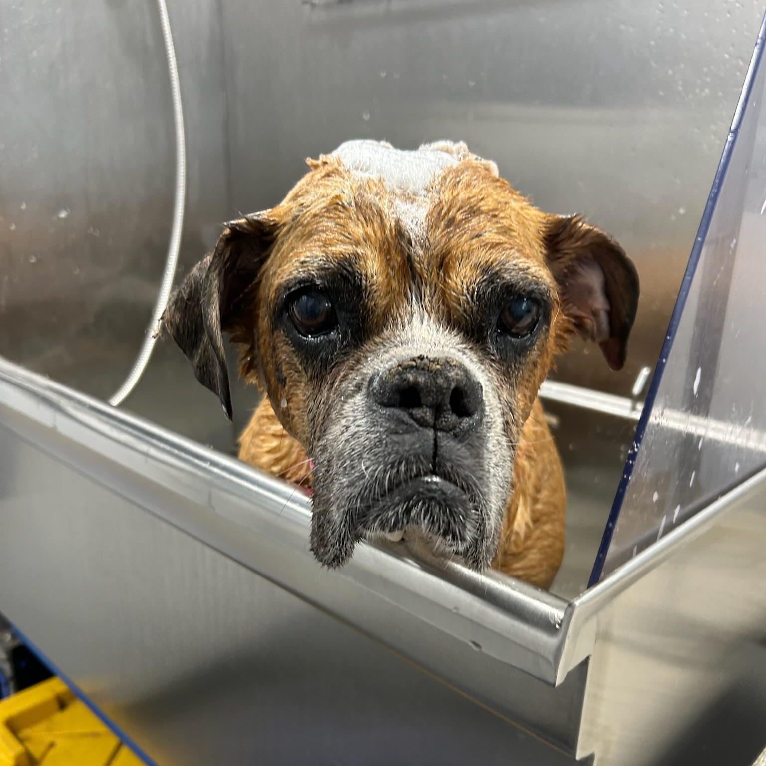 Enlarge Kesha- Best dog EVER, a Adoptable Boxer in Newport Beach, CA image 6/6