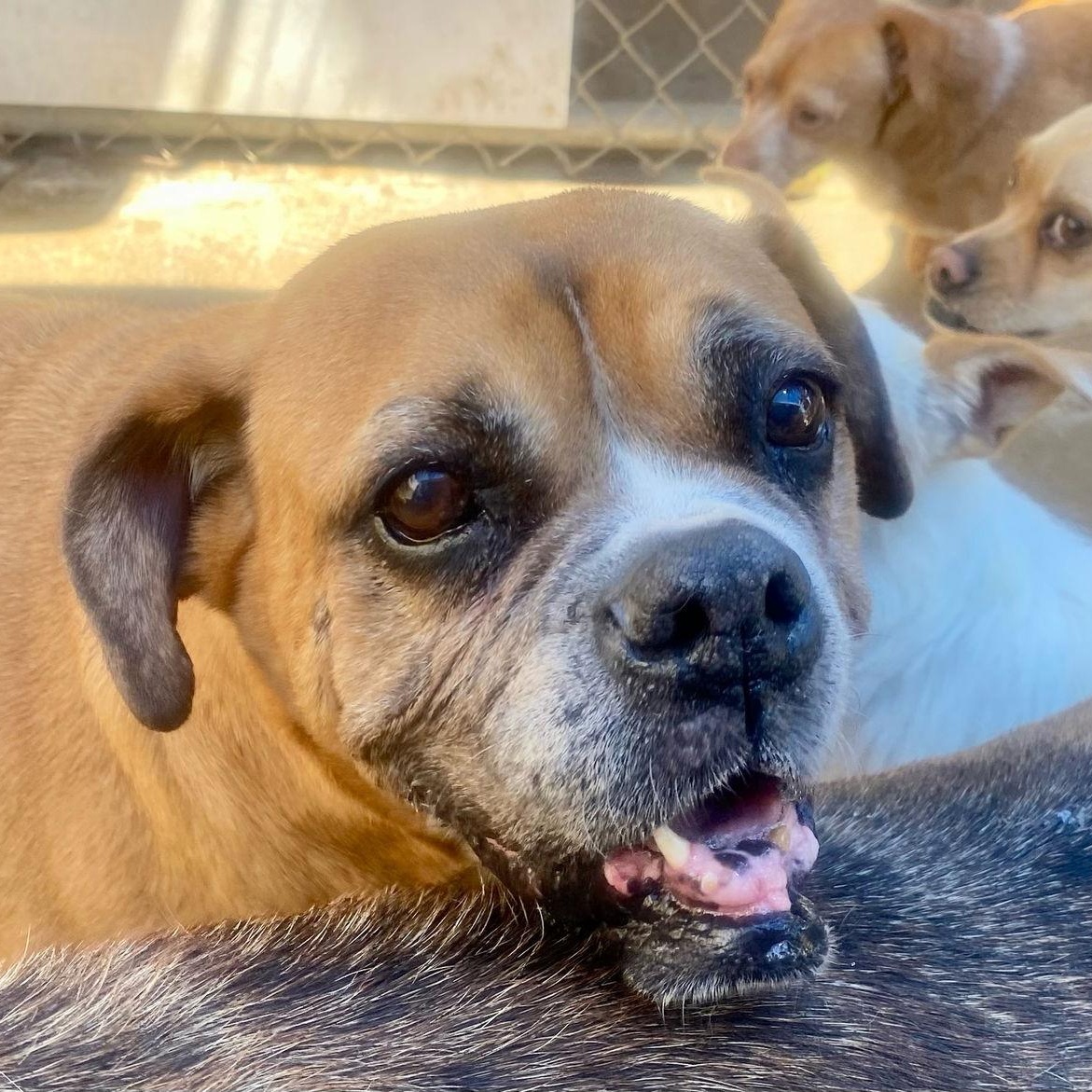 Enlarge Kesha- Best dog EVER, a Adoptable Boxer in Newport Beach, CA image 1/6