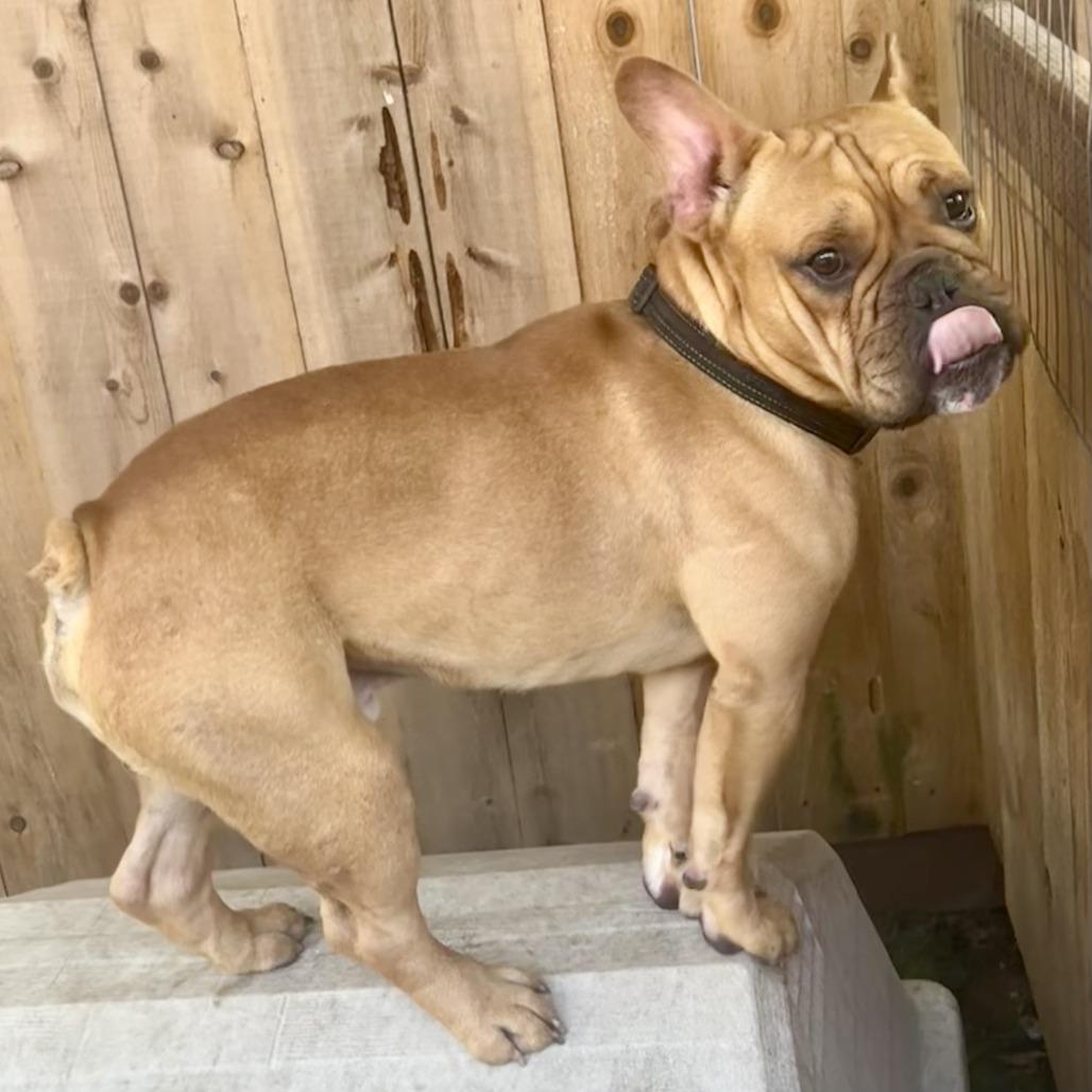 Enlarge Ramsay, a Adoptable French Bulldog in Sonoma, CA image 1/6