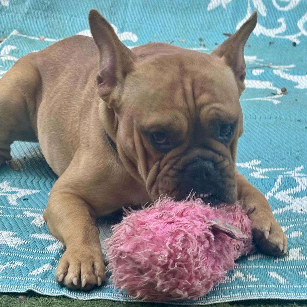 Enlarge Ramsay, a Adoptable French Bulldog in Sonoma, CA image 2/6