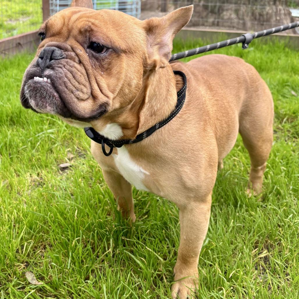 Enlarge Ramsay, a Adoptable French Bulldog in Sonoma, CA image 3/6