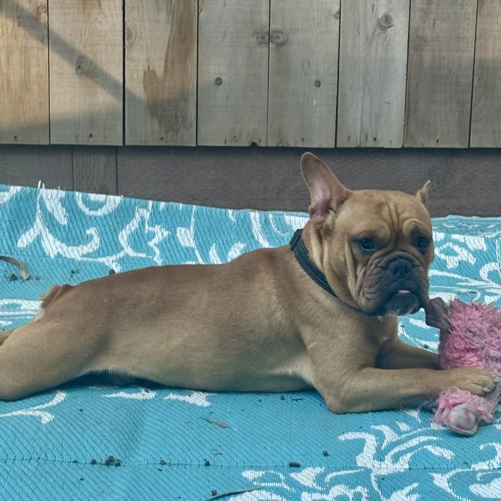 Enlarge Ramsay, a Adoptable French Bulldog in Sonoma, CA image 4/6