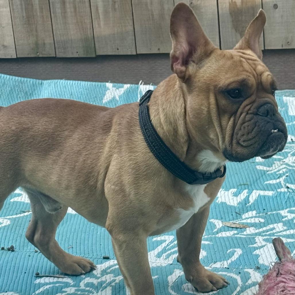 Enlarge Ramsay, a Adoptable French Bulldog in Sonoma, CA image 5/6