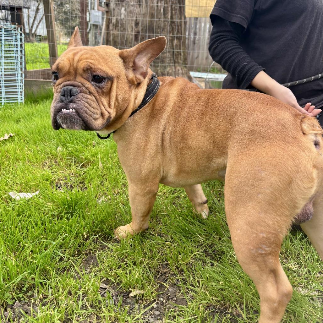 Enlarge Ramsay, a Adoptable French Bulldog in Sonoma, CA image 6/6