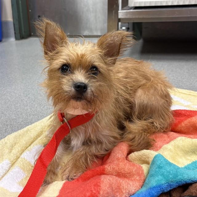WILLOW, Adoptable, Young Female Cairn Terrier & Mixed Breed.