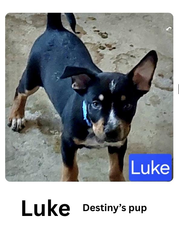 Luke 1, Baby Male Rottweiler