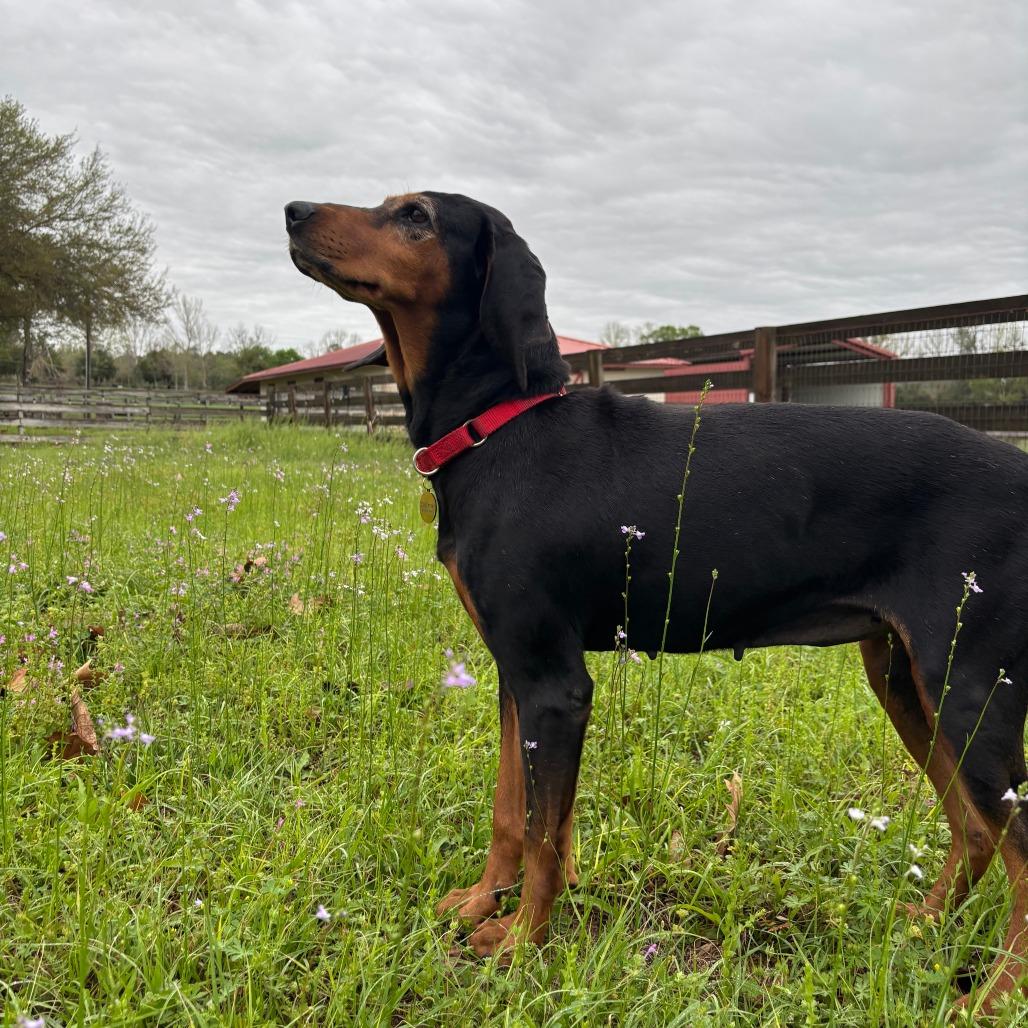 Lorelai, Adoptable, Senior Female Black and Tan Coonhound.
