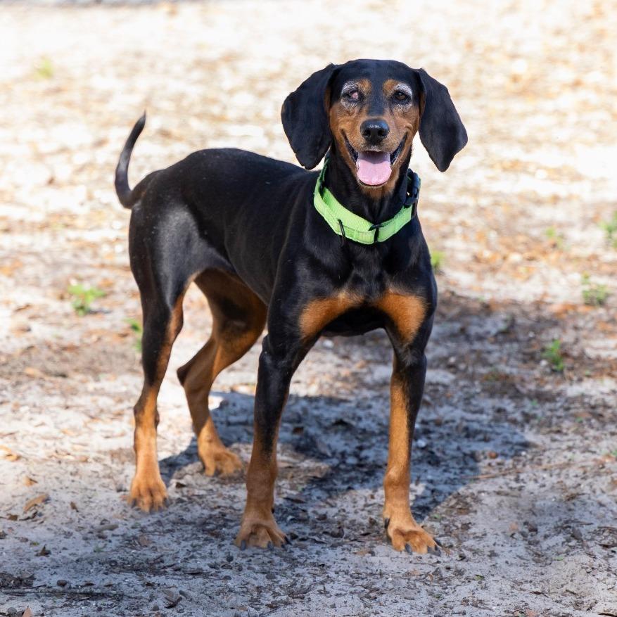 Enlarge Lorelai, a Adoptable Black and Tan Coonhound in Gainesville, FL image 2/6