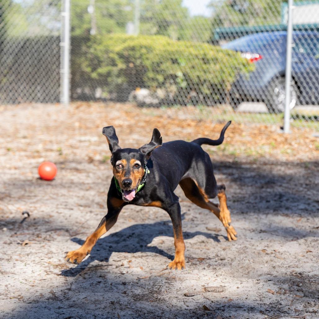 Enlarge Lorelai, a Adoptable Black and Tan Coonhound in Gainesville, FL image 3/6