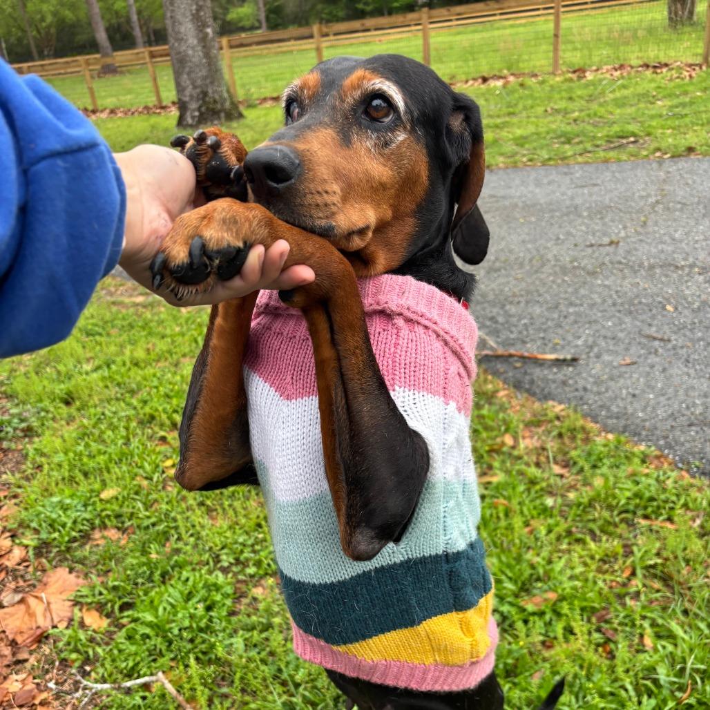 Enlarge Lorelai, a Adoptable Black and Tan Coonhound in Gainesville, FL image 4/6