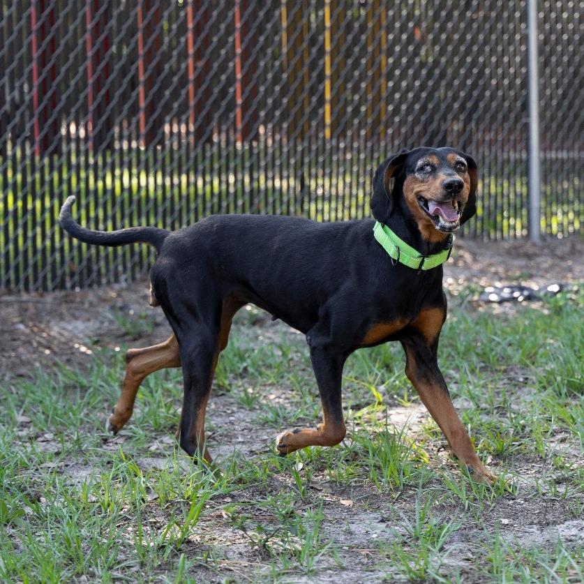 Enlarge Lorelai, a Adoptable Black and Tan Coonhound in Gainesville, FL image 5/6