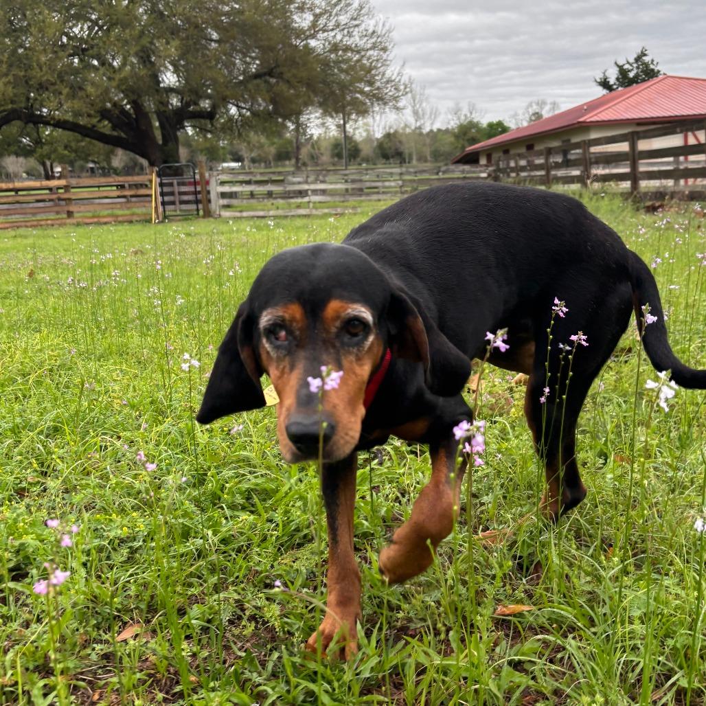 Enlarge Lorelai, a Adoptable Black and Tan Coonhound in Gainesville, FL image 6/6