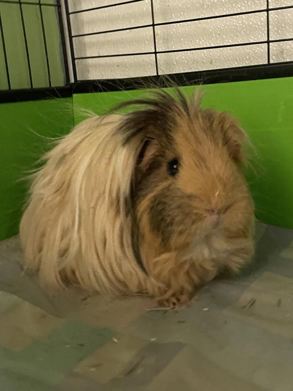 Pippa, Adoptable, Young Female Guinea Pig.