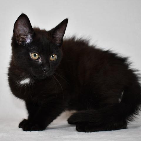 Thor, a Adoptable Domestic Short Hair in Johnson City, TN image 1/3