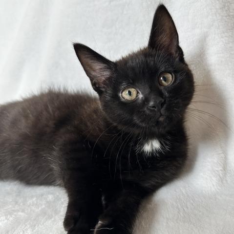 Thor, a Adoptable Domestic Short Hair in Johnson City, TN image 2/3