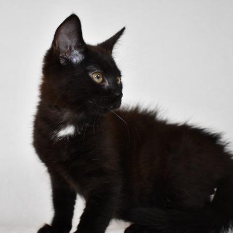 Thor, a Adoptable Domestic Short Hair in Johnson City, TN image 3/3