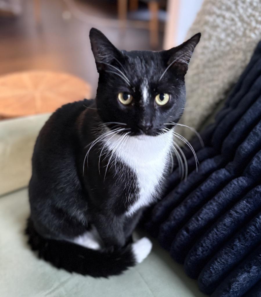 Elvis Purrsly, Adoptable, Young Male Domestic Short Hair.