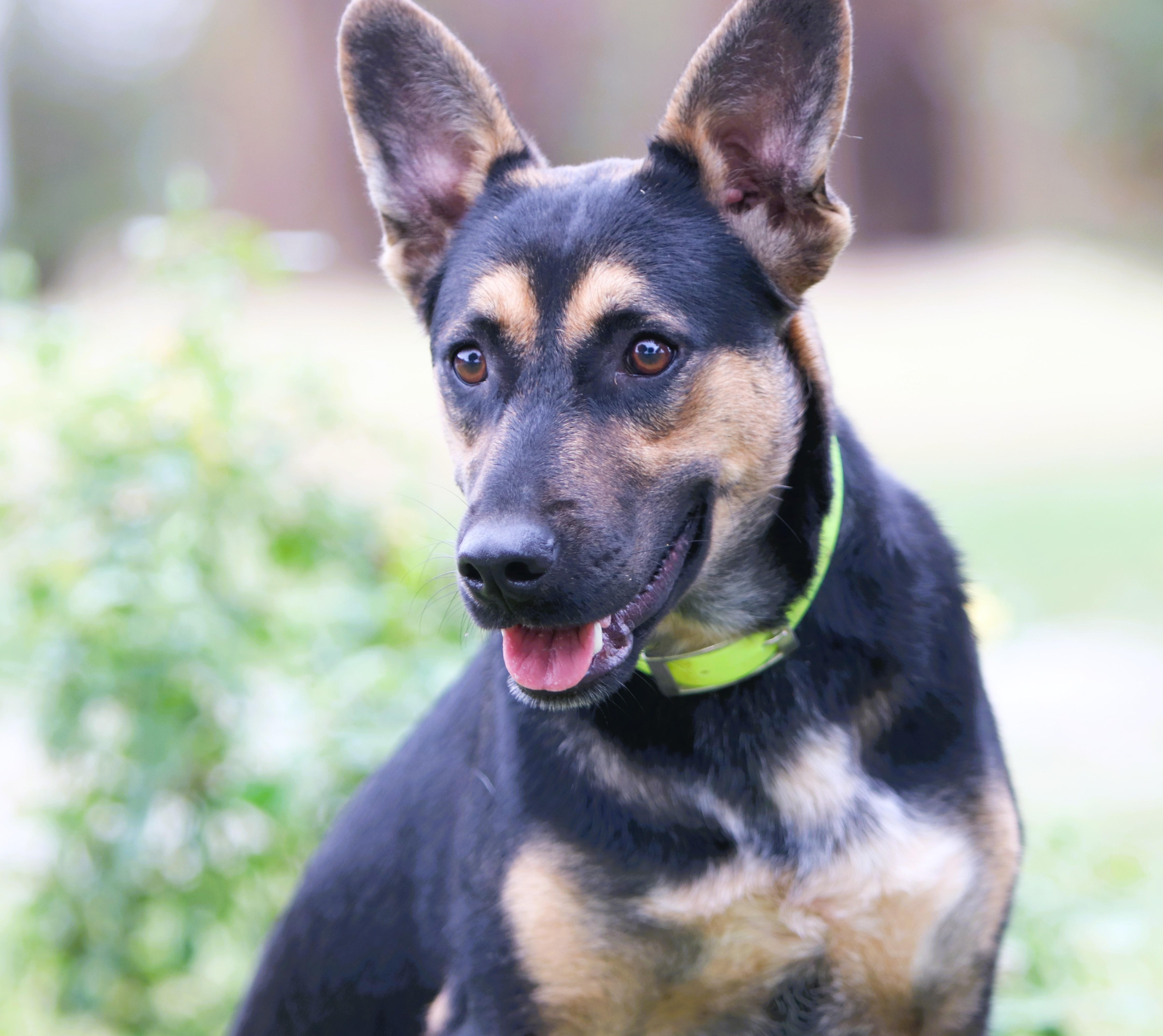 Molly, Adopted, Young Female German Shepherd Dog.