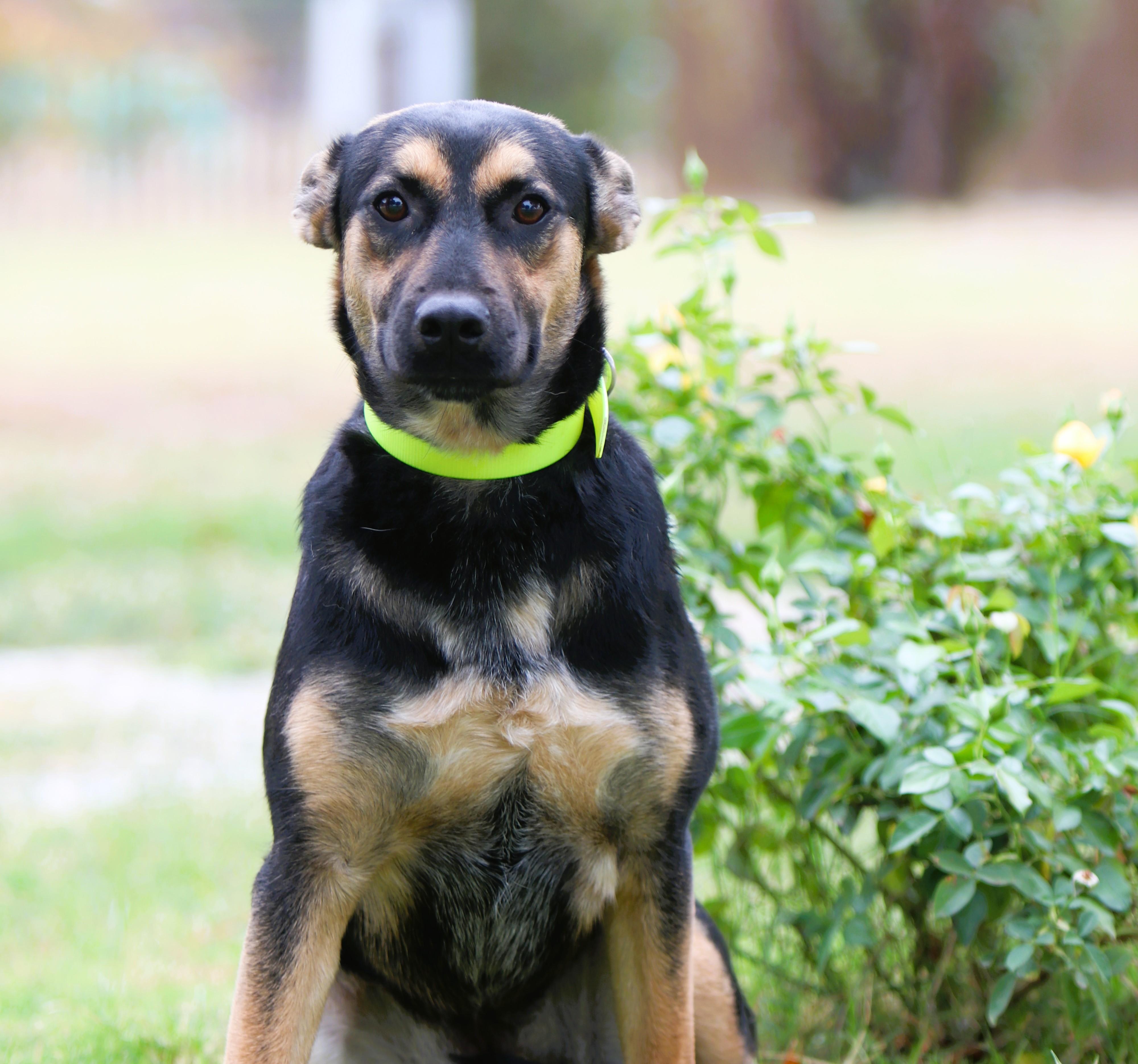Enlarge Molly, a Adopted German Shepherd Dog in Bowie, TX image 3/5