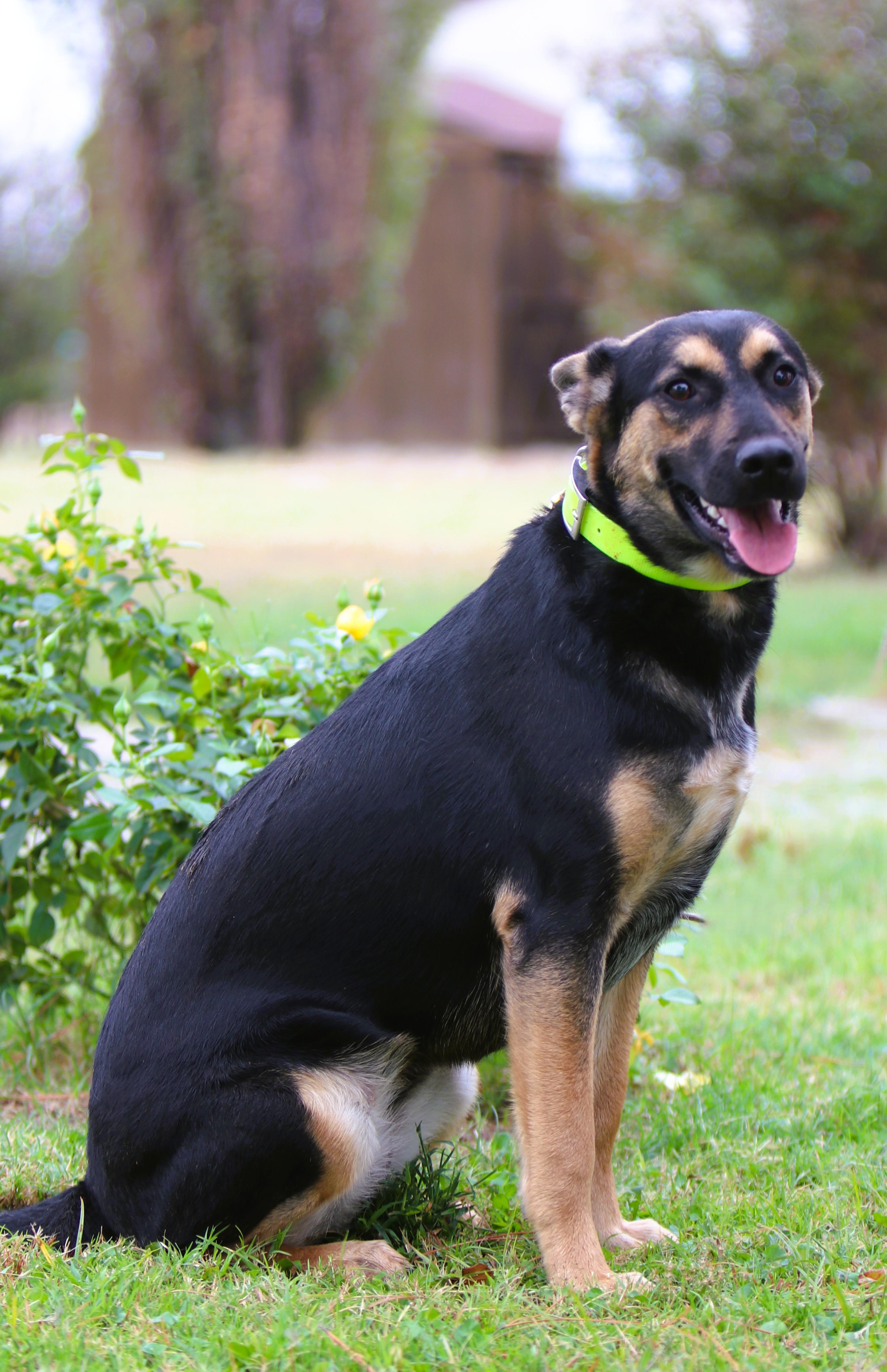 Enlarge Molly, a Adopted German Shepherd Dog in Bowie, TX image 5/5