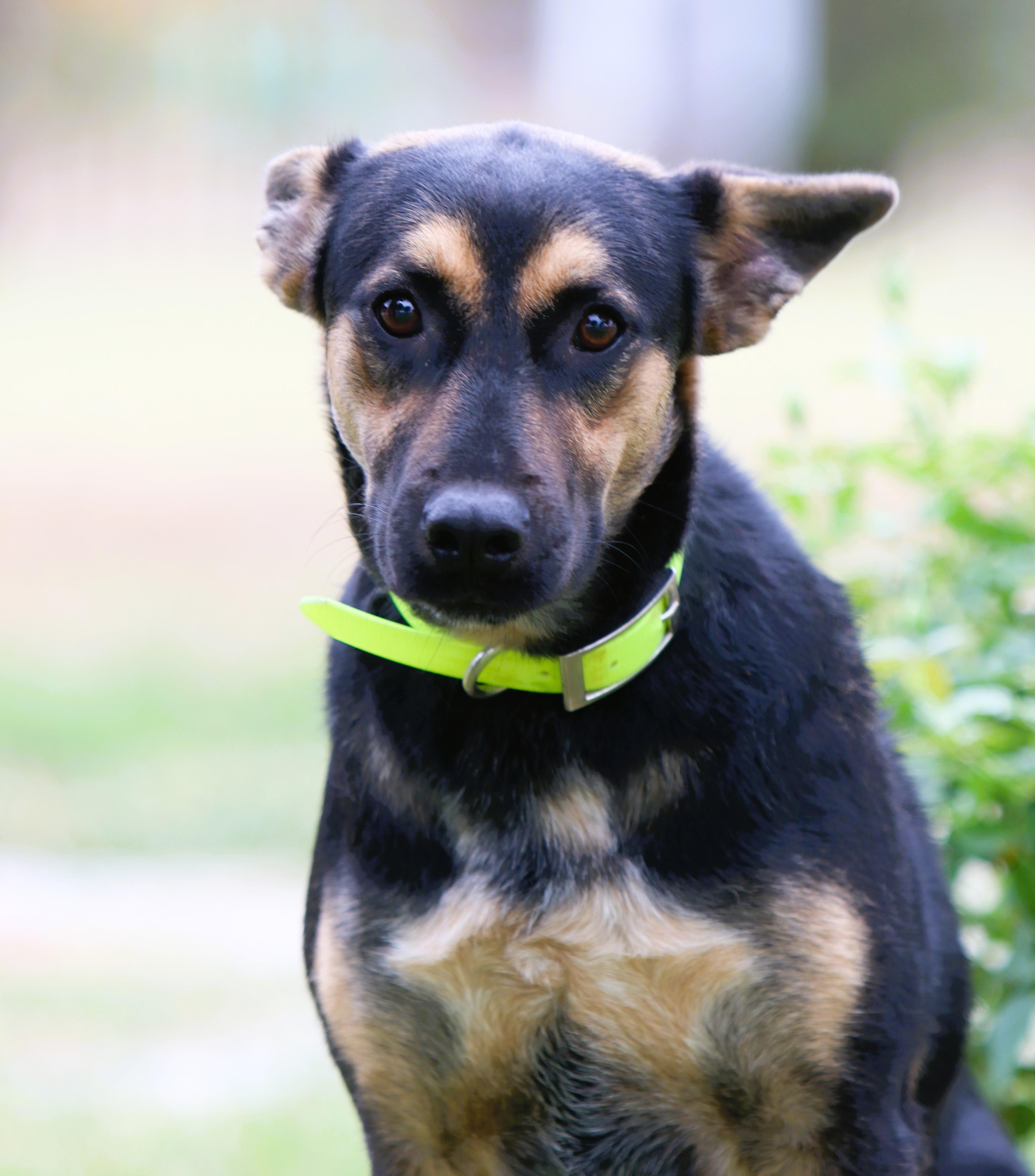 Enlarge Molly, a Adopted German Shepherd Dog in Bowie, TX image 4/5