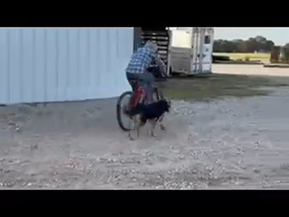 Enlarge Molly, a Adopted German Shepherd Dog in Bowie, TX video 2/5