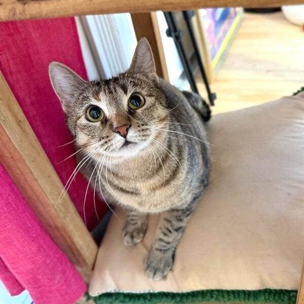 Candy Cane — thumbnail 4