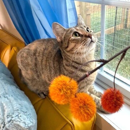 Candy Cane — thumbnail 5