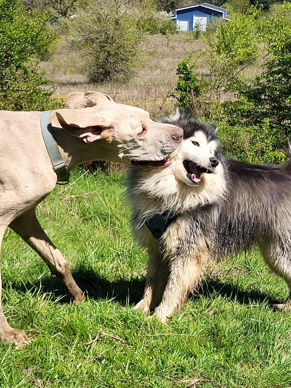 Bennett, an adopted mixed breed in Brush Prairie, WA image 3/6