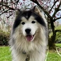 Bennett, an adopted mixed breed in Brush Prairie, WA image 1/6