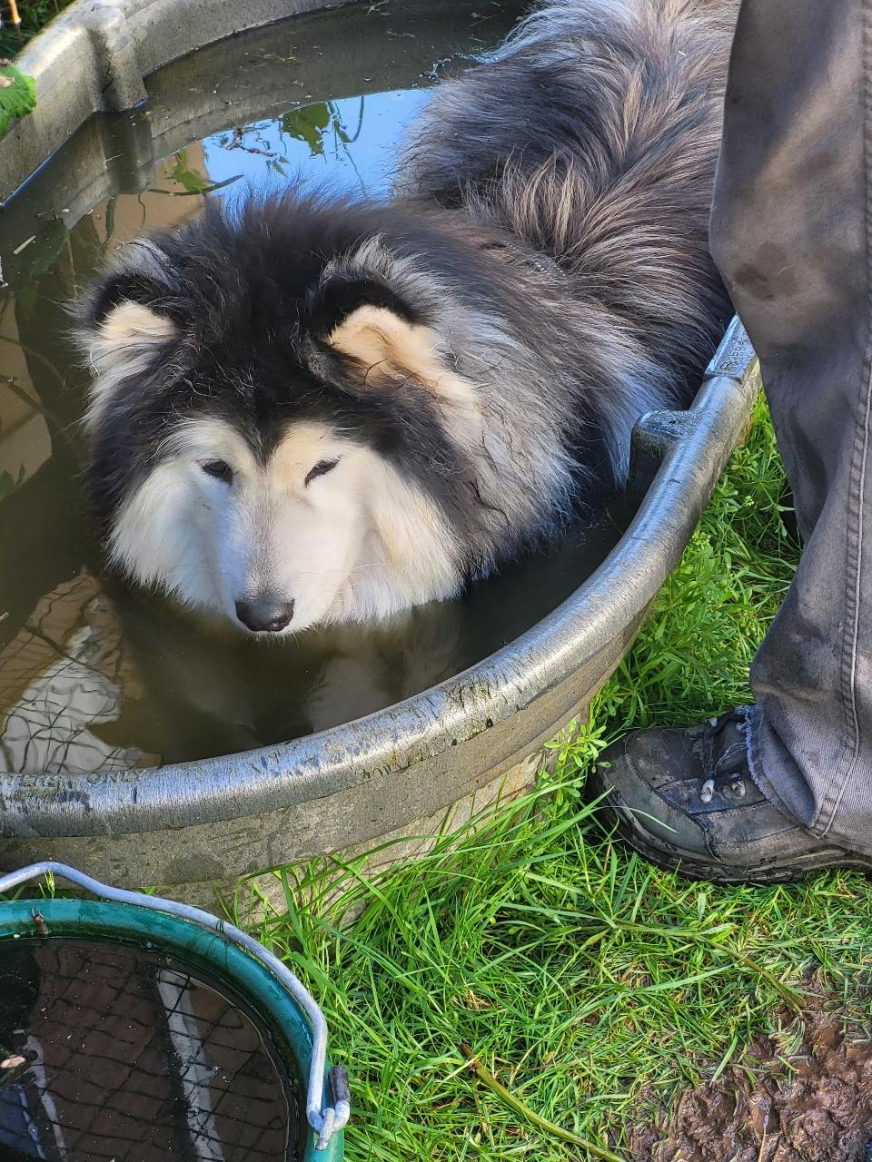 Bennett, an adopted mixed breed in Brush Prairie, WA image 4/6