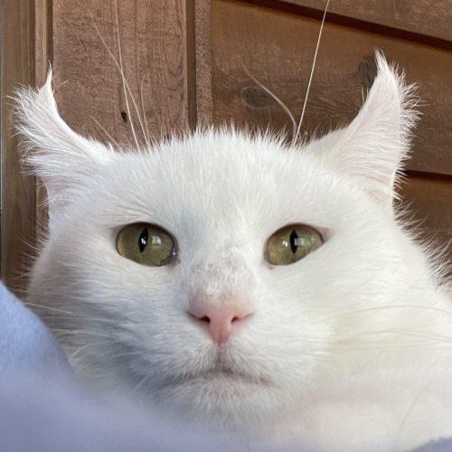 Enlarge Snowy, a Adoptable Domestic Short Hair in Knoxville, TN image 1/5