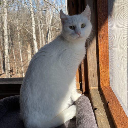 Enlarge Snowy, a Adoptable Domestic Short Hair in Knoxville, TN image 3/5