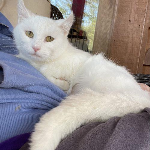 Enlarge Snowy, a Adoptable Domestic Short Hair in Knoxville, TN image 4/5