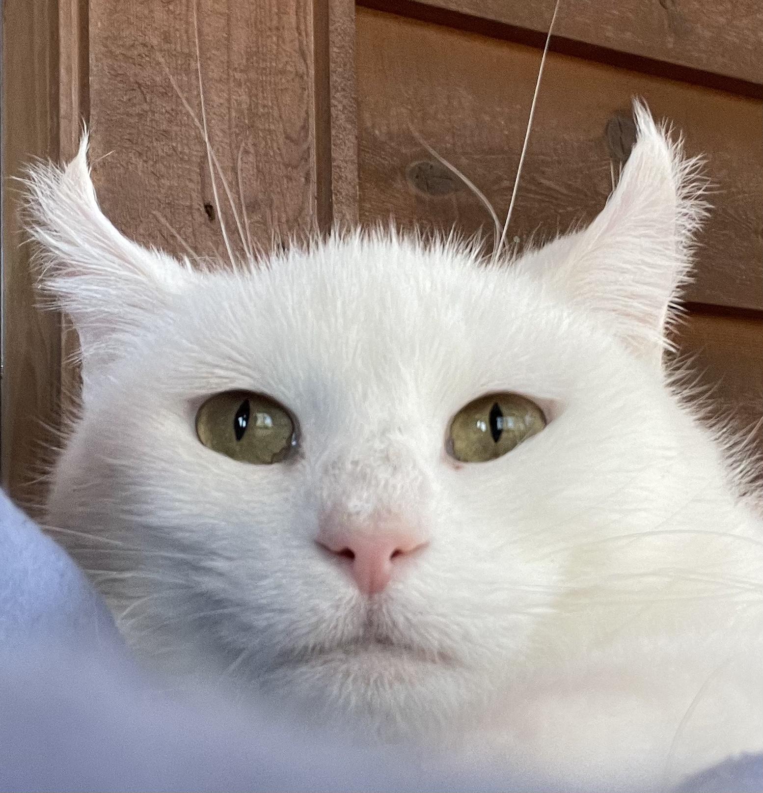 Enlarge Snowy, a Adoptable Domestic Short Hair in Knoxville, TN image 5/6