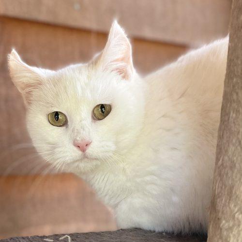 Enlarge Snowy, a Adoptable Domestic Short Hair in Knoxville, TN image 5/5