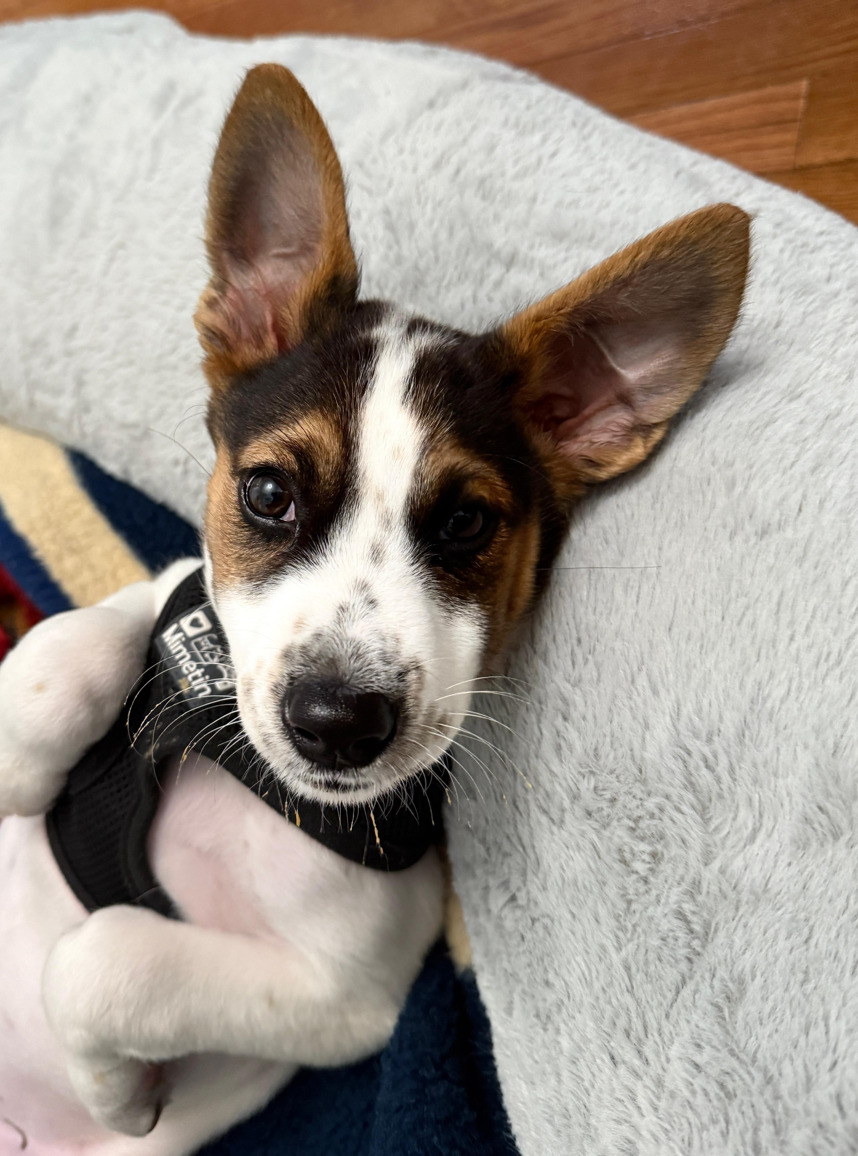 JASPER - sweetest boy!, an adoptable mixed breed in Chesapeake Beach, MD image 2/6