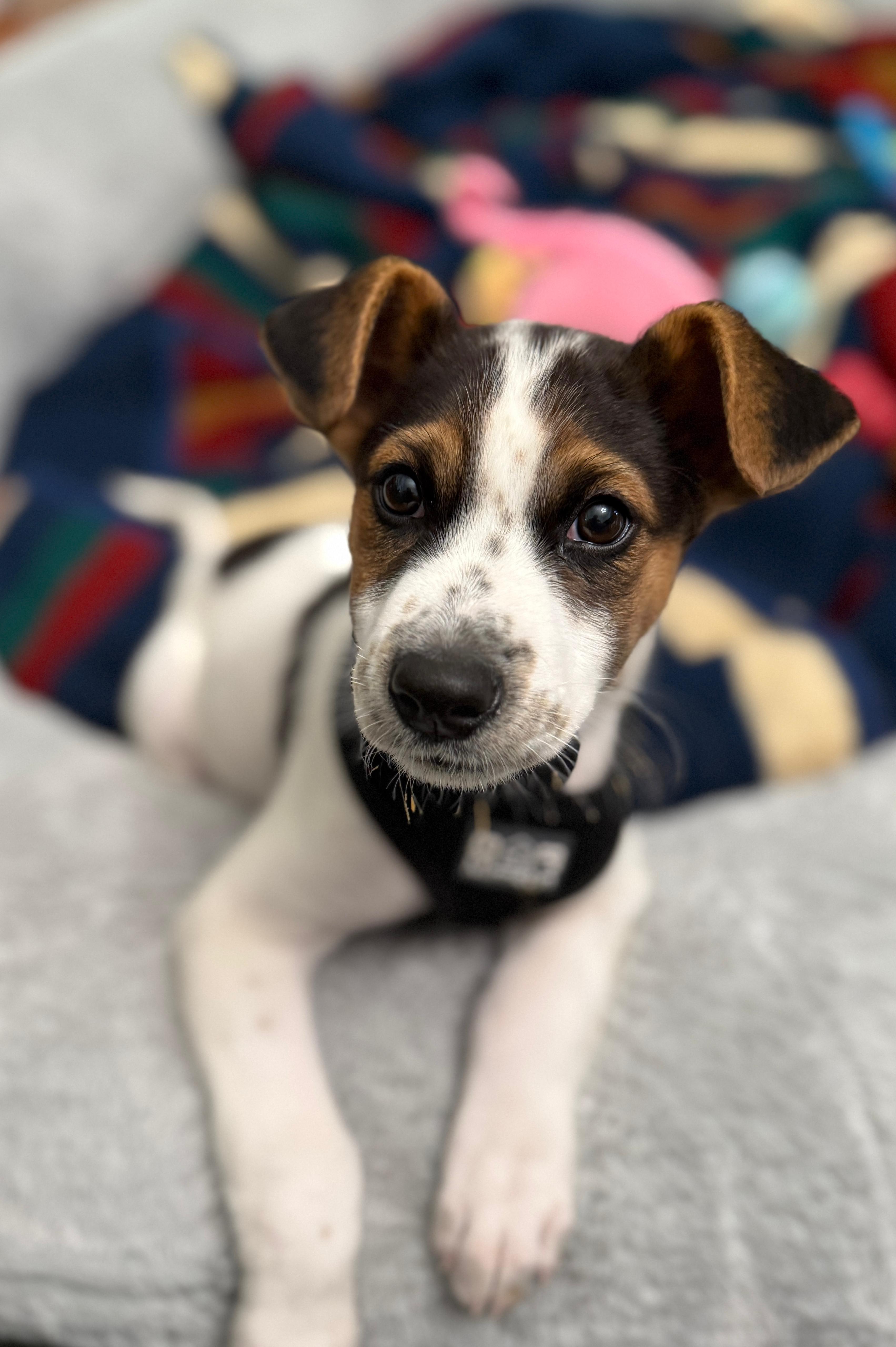 JASPER - sweetest boy!, adoptable, Puppy Male Jack Russell Terrier & Shepherd.