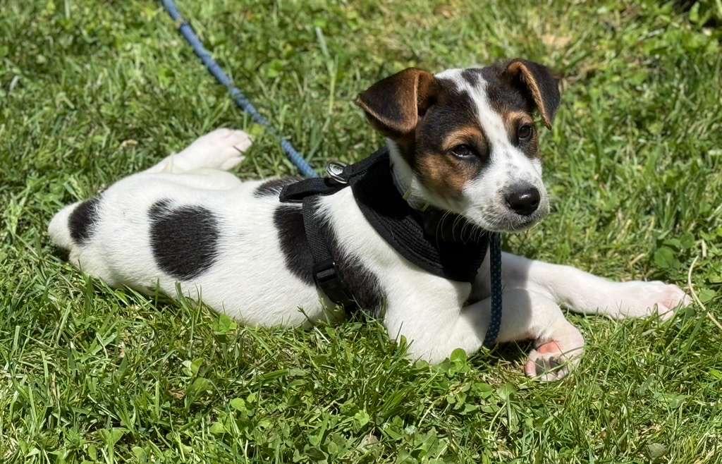 JASPER - sweetest boy!, an adoptable mixed breed in Chesapeake Beach, MD image 4/6